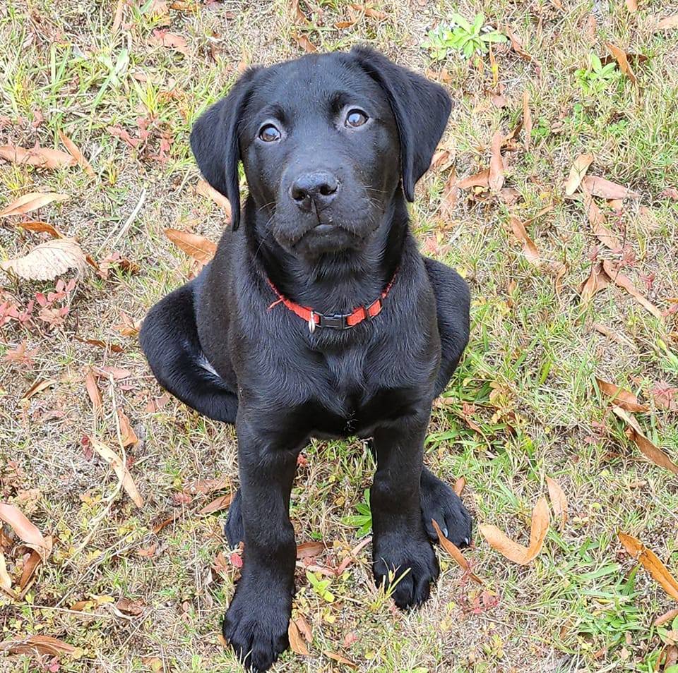 Savannah Police Department Welcomes Newest Member: ‘Goose the Therapy Dog’